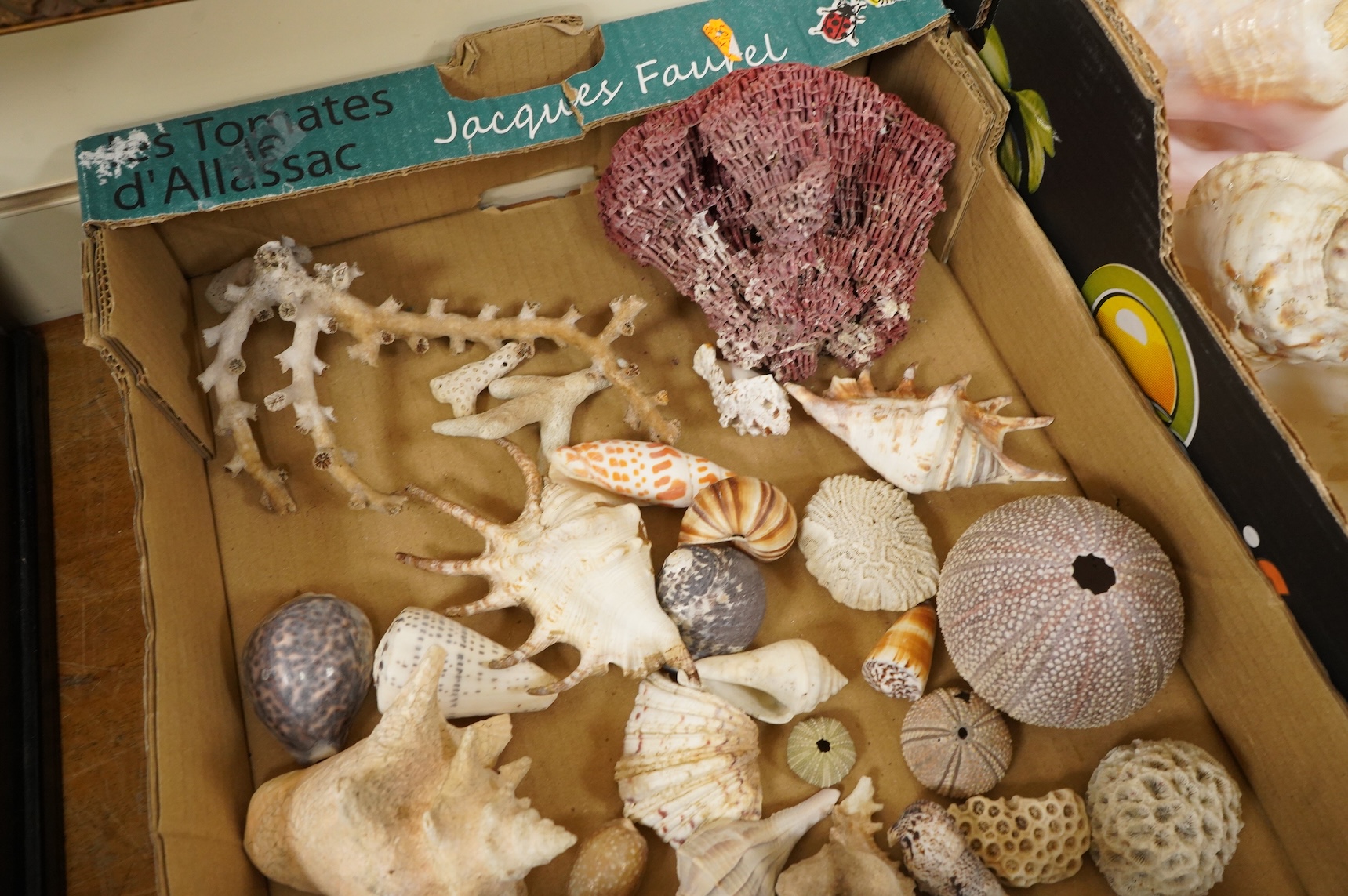 A collection of marine shells, echinoids, coral samples, fossil samples, etc.